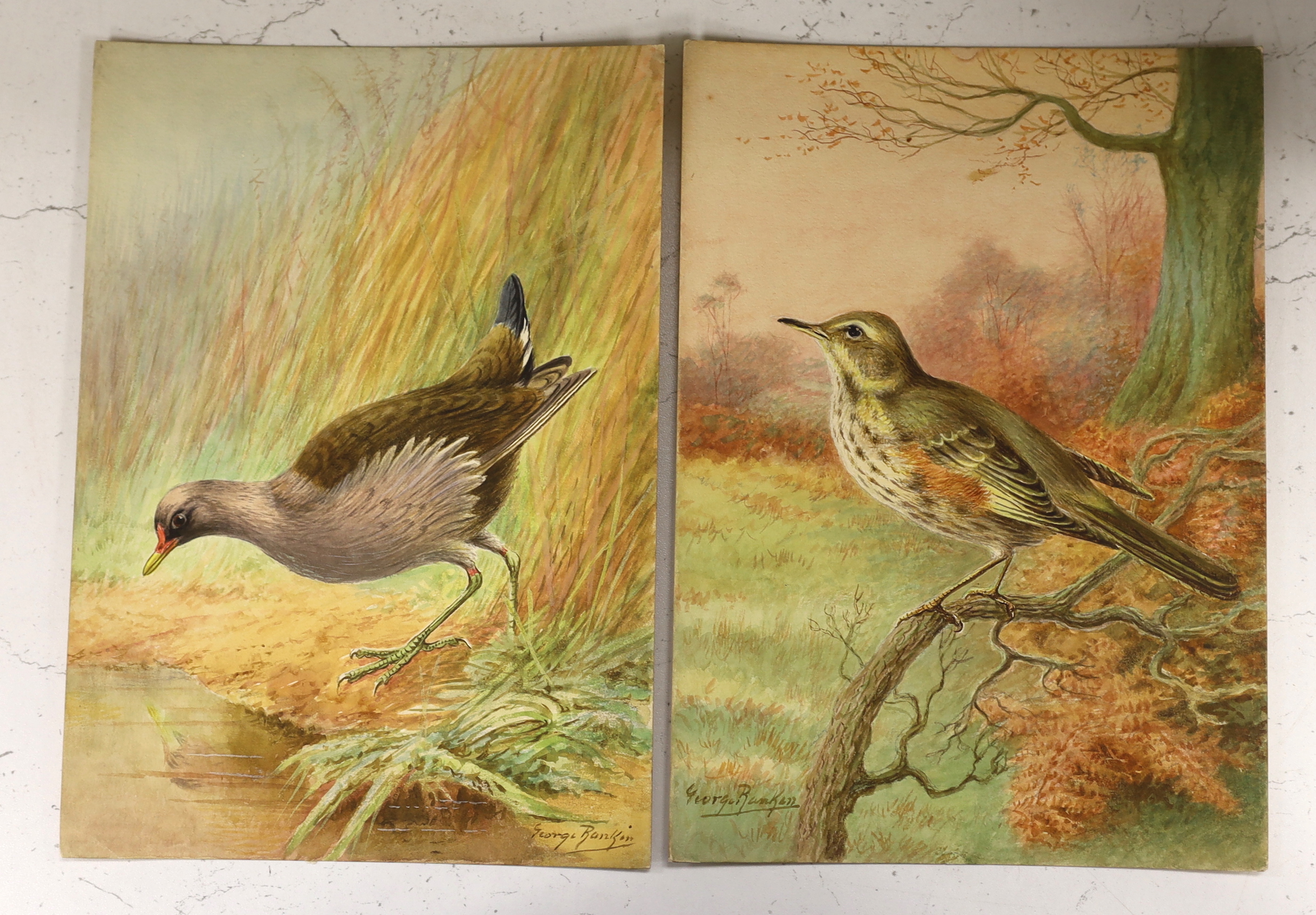 George Rankin (1864-1937), four original watercolours on card for postcard designs, ‘Bittern’, ‘Moorhen’, ‘Flycatcher’ & ‘Redwing’ three signed, unframed, 27 x 19cm